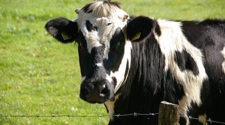 A cow snarled traffic on Ga. 400 South on Monday afternoon.