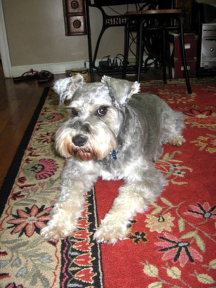 Atlanta's Top Dogs: 8. Schnauzers