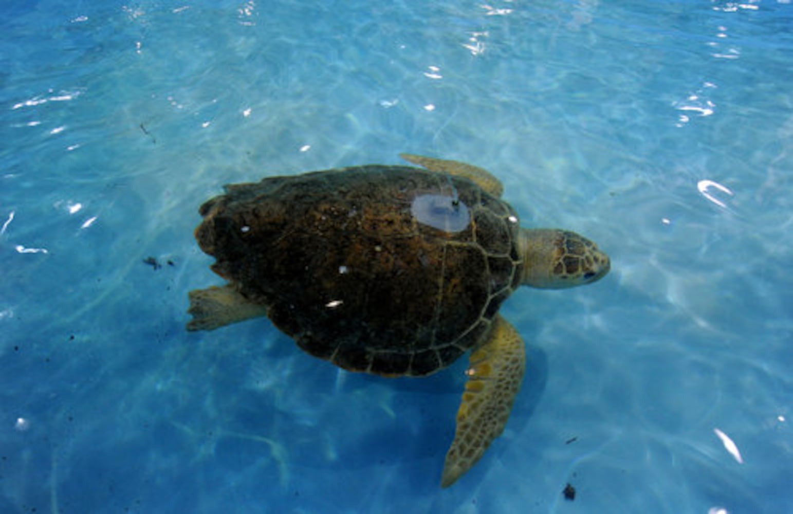 Sea turtles rehab at Georgia Aquarium