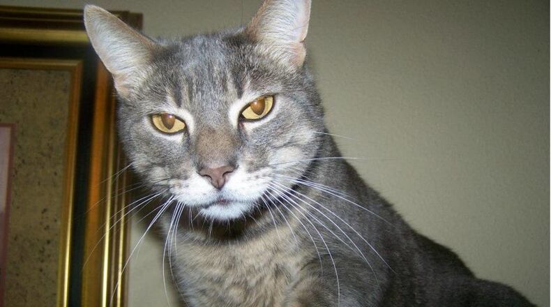 Feral cats have become a problem, according to a New Mexico woman who is suing Albuquerque officials.