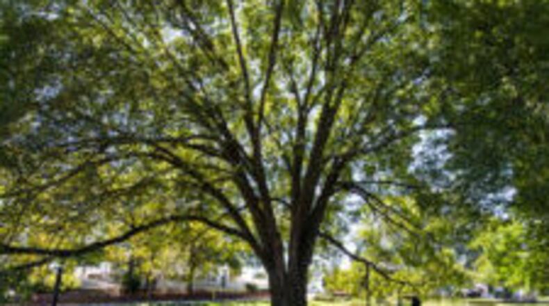 Norcross is participating in a trees and stormwater study and seeks public input at a community meeting Sept. 12. Courtesy City of Norcross