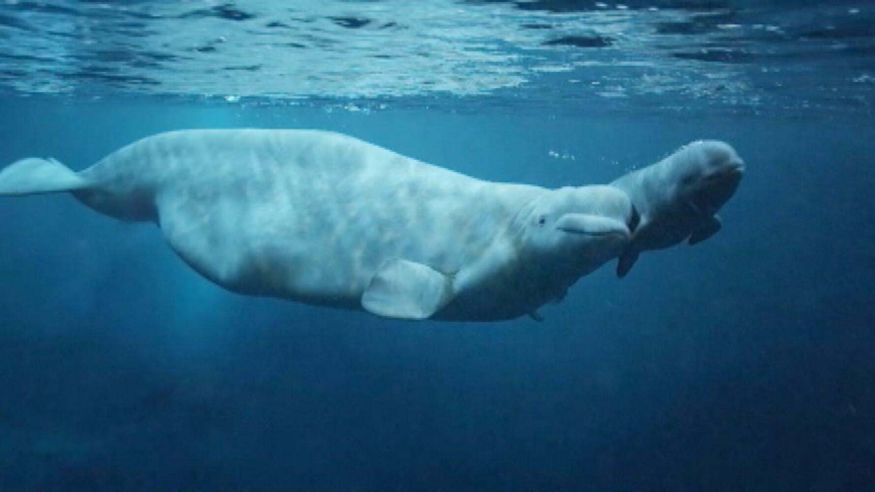 Beluga whale calf born at Georgia Aquarium dies