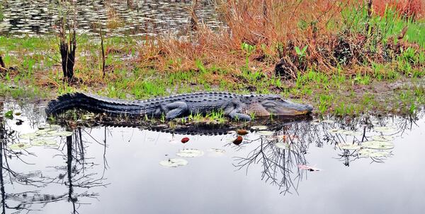 Georgia's vast Okefenokee Swamp is filled with alligators like this one in the swamp's Chesser Prairie area. (Photo by Charles Seabrook). 