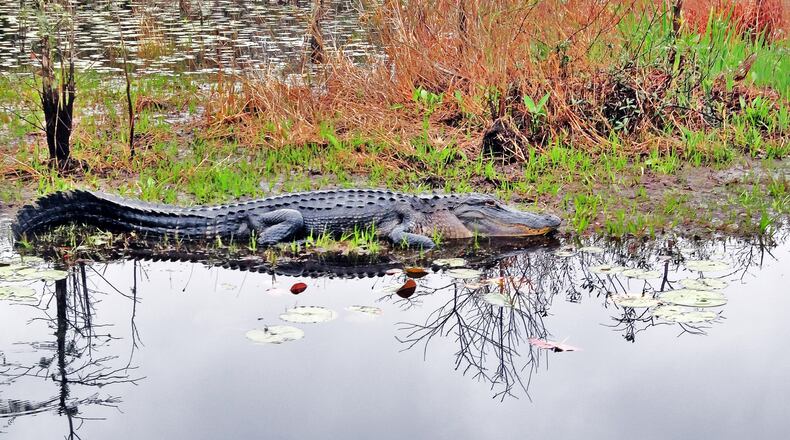 Georgia's vast Okefenokee Swamp is filled with alligators like this one in the swamp's Chesser Prairie area. (Photo by Charles Seabrook). HANDOUT PHOTO - NOT FOR RESALE