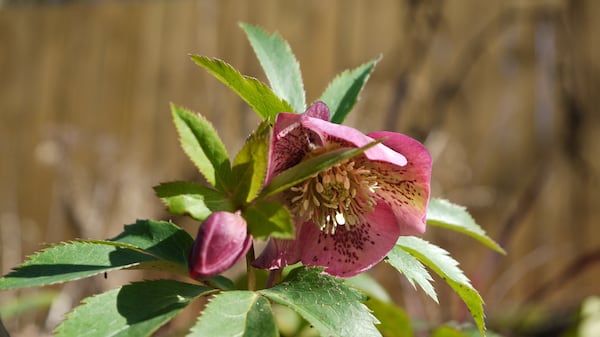 Lenten rose growing in the Kai Garden. (Courtesy of Eric Mack)
