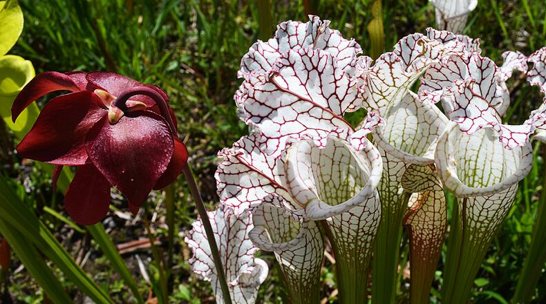 Spanning more than127 acres, the Chattahoochee Nature Center includes hiking trails, canoeing and a garden filled with beauties like this white-topped pitcher plant.