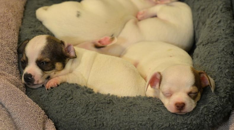 A lien from this puppy mill case, in which Cherokee County seized hundreds of dogs, will pay for a new truck to haul the Cherokee Animal Shelter’s Mobile Adoption Trailer. BRANT SANDERLIN /BSANDERLIN@AJC.COM