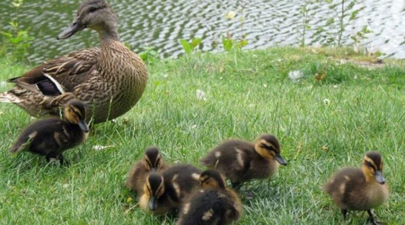 File photo of ducklings with their mother. A Tennessee woman has gone viral after she saved ducklings from a storm drain in downtown Memphis.
