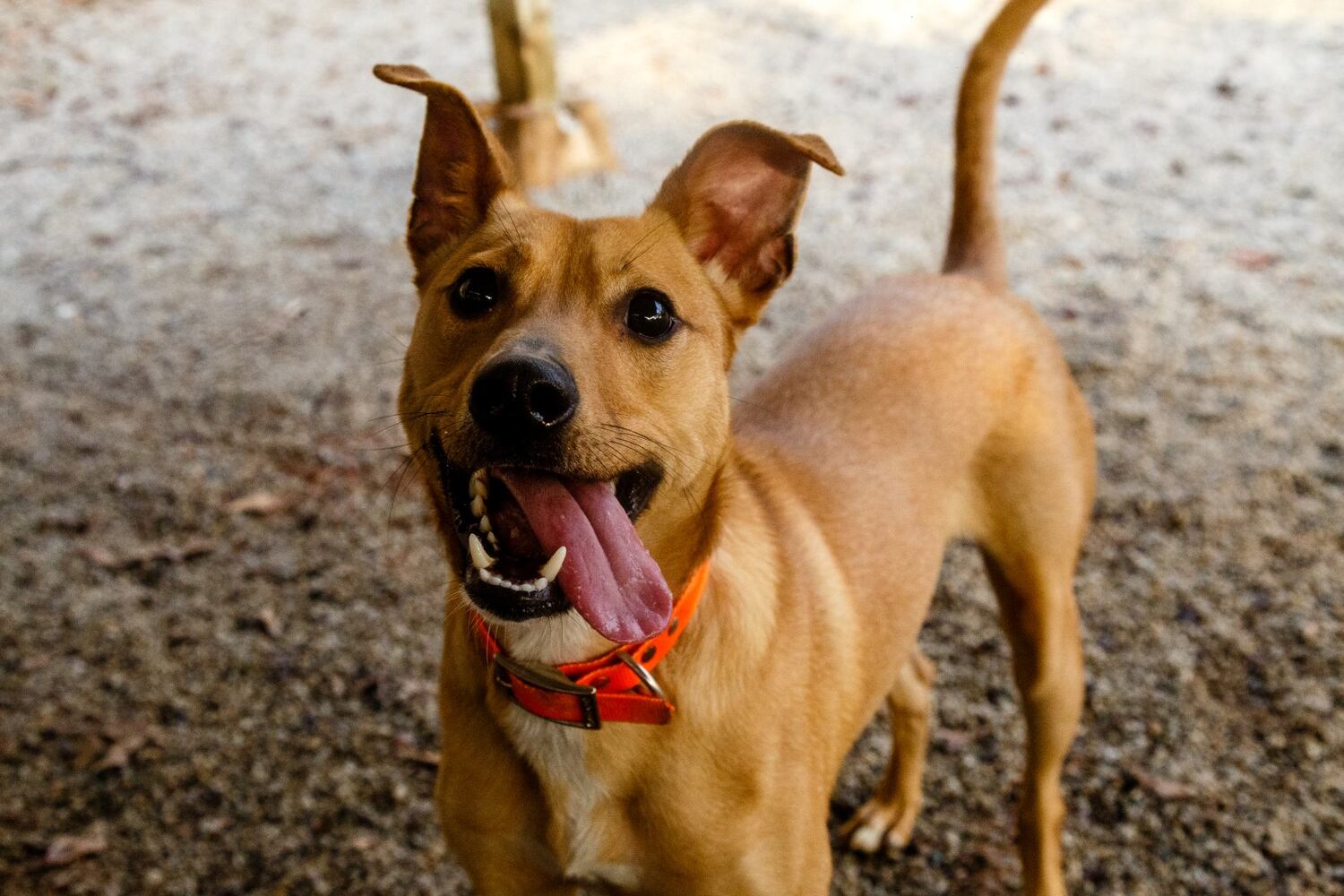 Photos: Adoptable Friends from PAWS Atlanta
