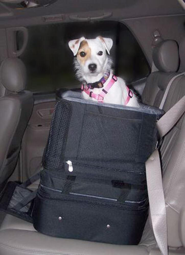 Stylish gear for dogs and cats