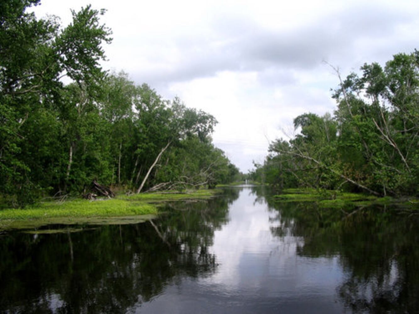 Tours of Louisiana swamps and plantations