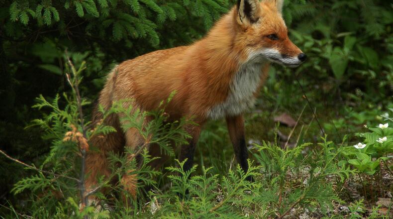 In Maine, a 95-year-old man had to fend off a fox later confirmed to carry rabies.