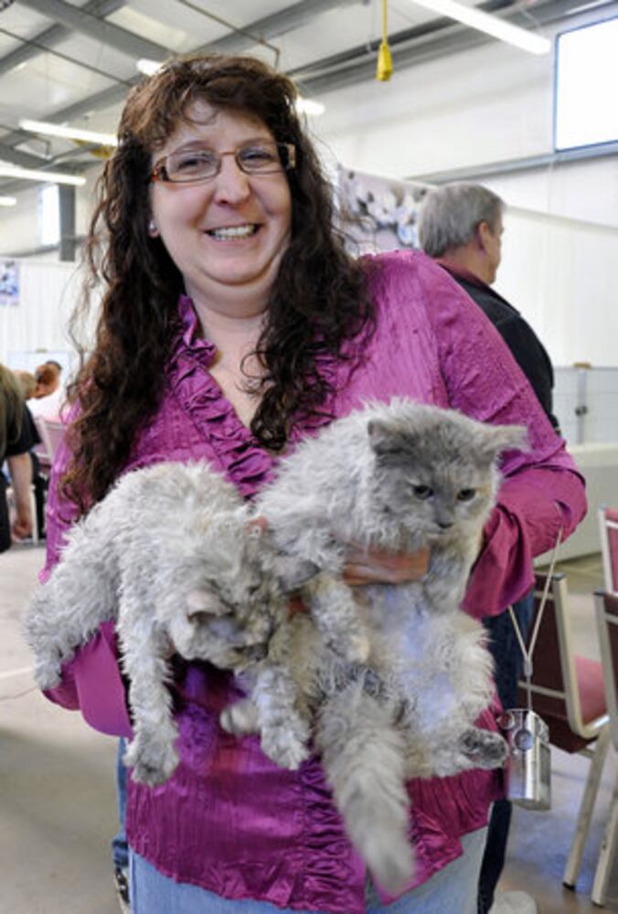 Atlanta Phoenix Cat Society Cat Show