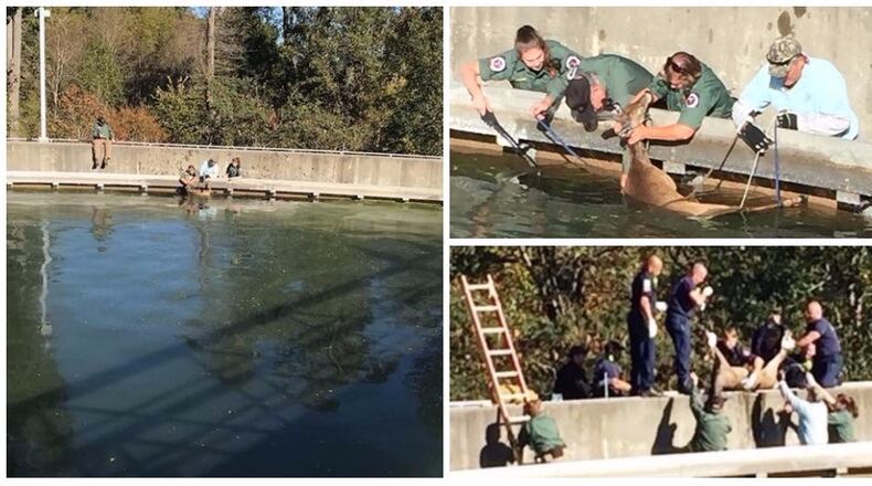 Workers rescued a deer from a water treatment tank in Cobb County on Oct. 26, 2017.