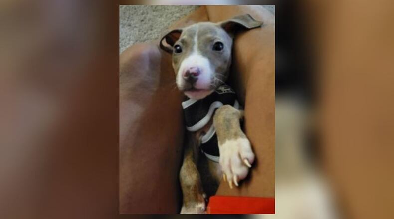 Police said the suspect robbed the victim at gunpoint and stole his dog, a pit bull puppy named Buddy.