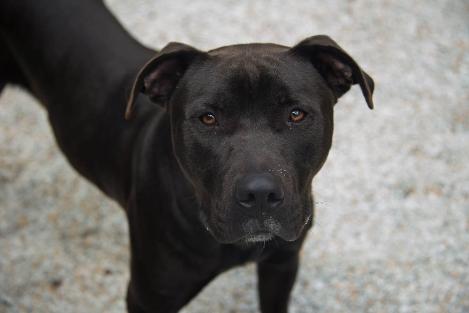 Adoptable Friends from PAWS Atlanta