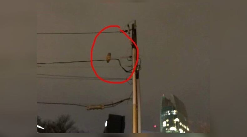 An owl attacked Eric Thornton in midtown Atlanta, he said.