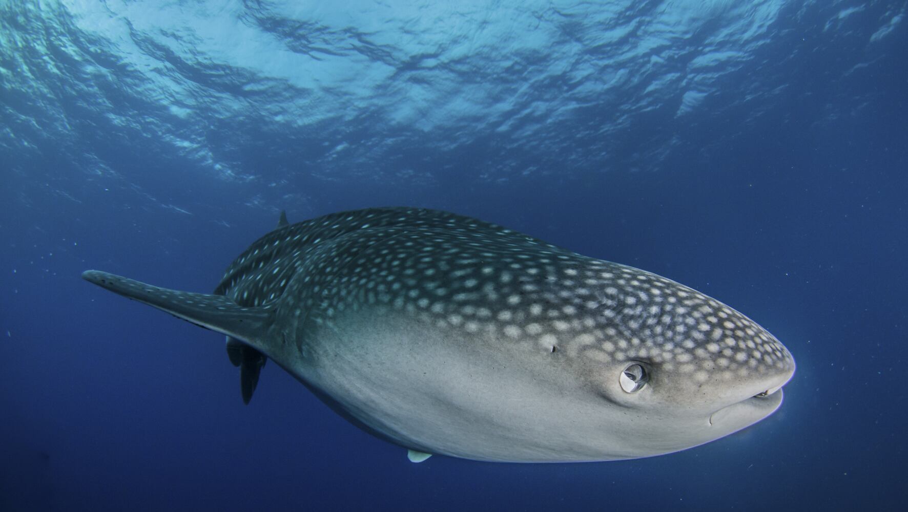Scuba diving in Thailand: A balancing act