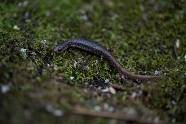 A four-toed salamander crawls Friday, March 21, 2025, in Mendon, N.Y. (AP Photo/Maryel Pryce)