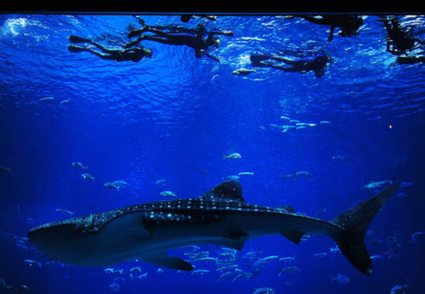 Swimming with the whale sharks