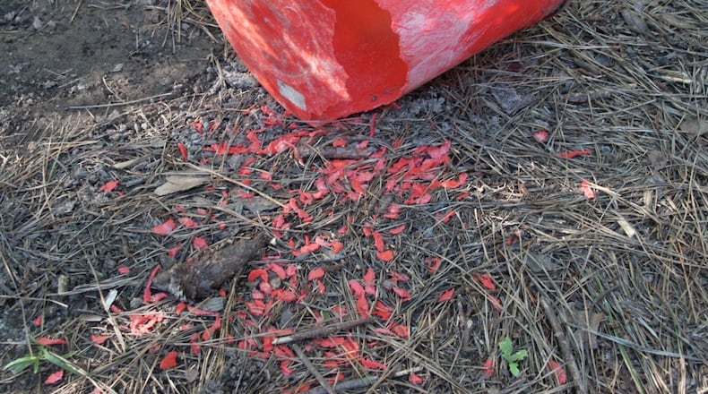 Squirrels gnaw plastic for unknown reasons. (Walter Reeves)