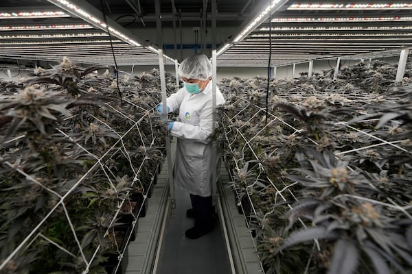 FILE -A worker tends to cannabis plants at a farm in Kanchanaburi province, west of Bangkok, Thailand, July 16, 2024. (AP Photo/Sakchai Lalit, File)