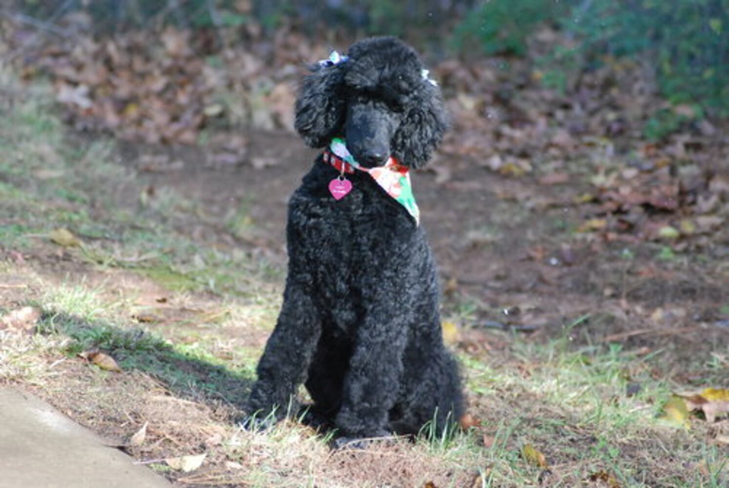 Happy St. PETrick's Day from ajcpets.com!