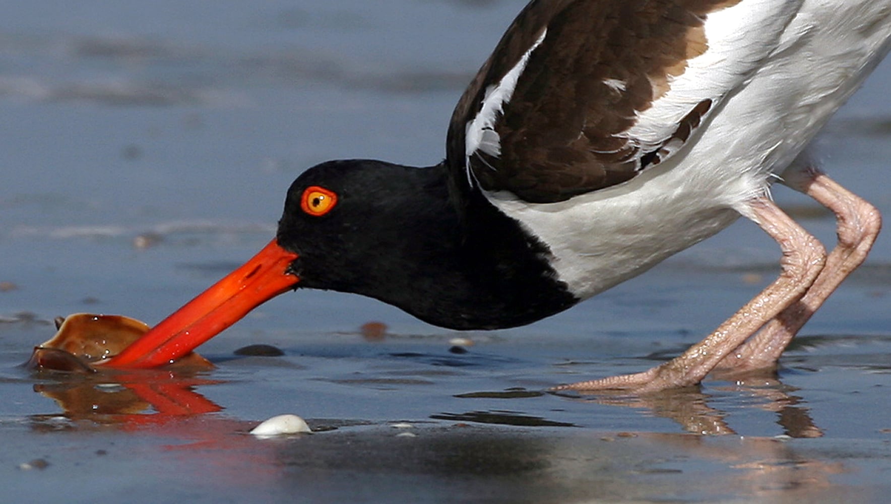 Coastal birds of Georgia