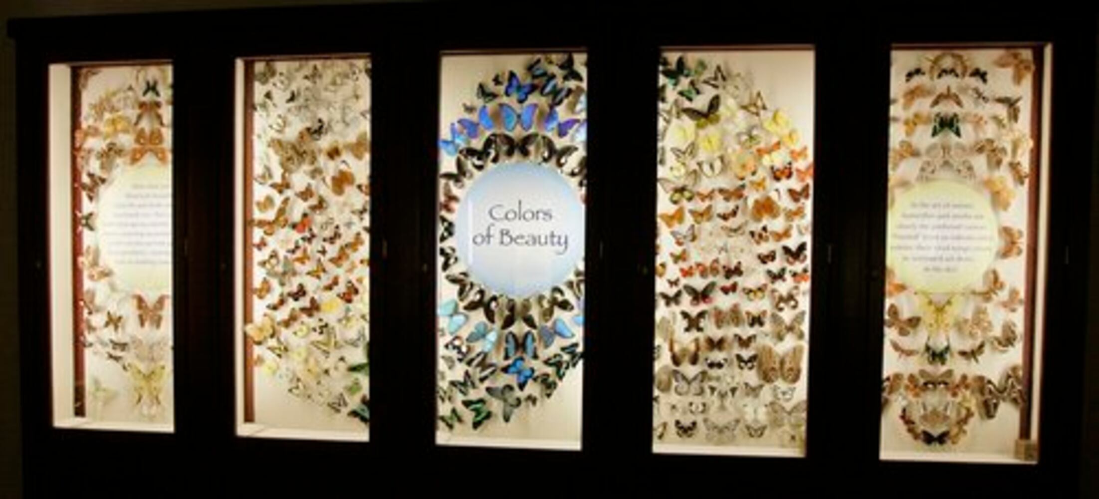 Insect museum a hit in New Orleans