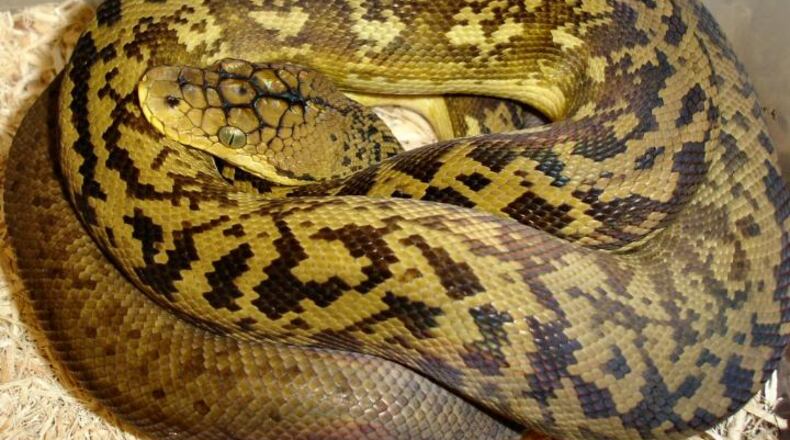 After leaving its private cage in Zoo Atlanta’s Conservation Breeding Center, a Timor python likely landed in Grant Park, where officials were searching Sunday morning. (Credit: Zoo Atlanta)