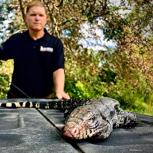Jim Gillis, a supervisor for Georgia's Department of Natural Resources, picked up this tegu in August after it had been killed by a car. Tegus were first sighted in South Georgia in 2017. Since then, state officials and local officials, as well as residents of Tattnall and Toombs counties, have been trying to eliminate the invasive species. (Mark Davis for the AJC)