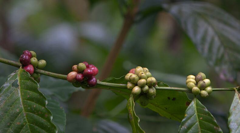 File photo. (Photo by Paula Bronstein /Getty Images)