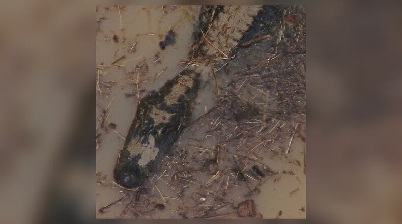 An alligator was spotted by a deputy Tuesday morning in a Hall County pond.