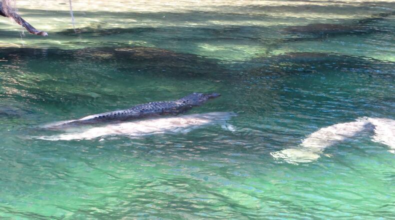 Photo of an alligator atop a manatee