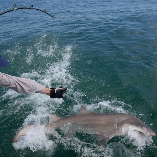 Greg Metzger, lead field biologist for SOFO's shark research and education program, catches a sand tiger shark off the coast of Hampton Bays, N.Y., Thursday, Aug. 20, 2026. (AP Photo/Seth Wenig)
