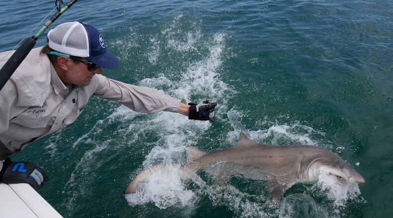 Greg Metzger, lead field biologist for SOFO's shark research and education program, catches a sand tiger shark off the coast of Hampton Bays, N.Y., Thursday, Aug. 20, 2026. (AP Photo/Seth Wenig)