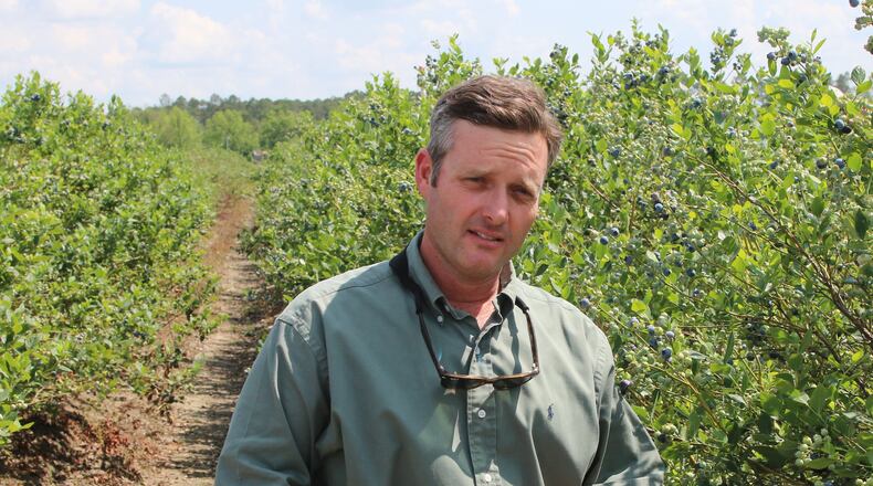Russ Goodman stands in his blueberry farm near Homerville. Goodman and other Georgia farmers fear they could lose millions as crops wither on the vine for lack of labor. Photo by Andy Harrison / Georgia Department of Agriculture
