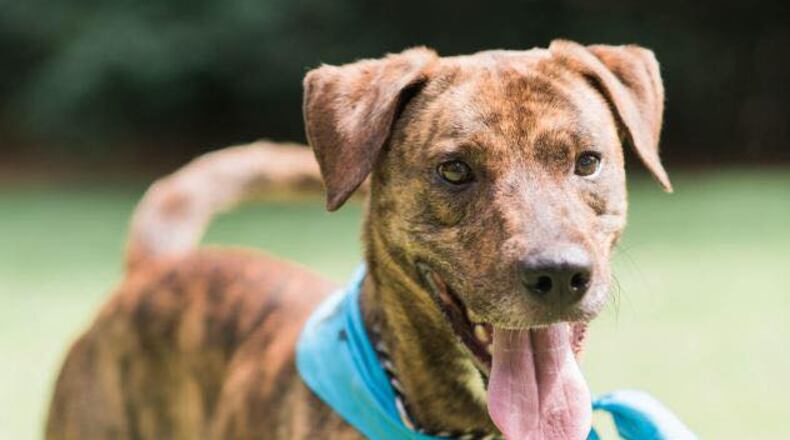 The Fayette Humane Society cited the example of Newt, a dog recently adopted from the shelter after being there more than 100 days, as part of its reason for opposing the euthanasia policy change. Courtesy Fayette Humane Society