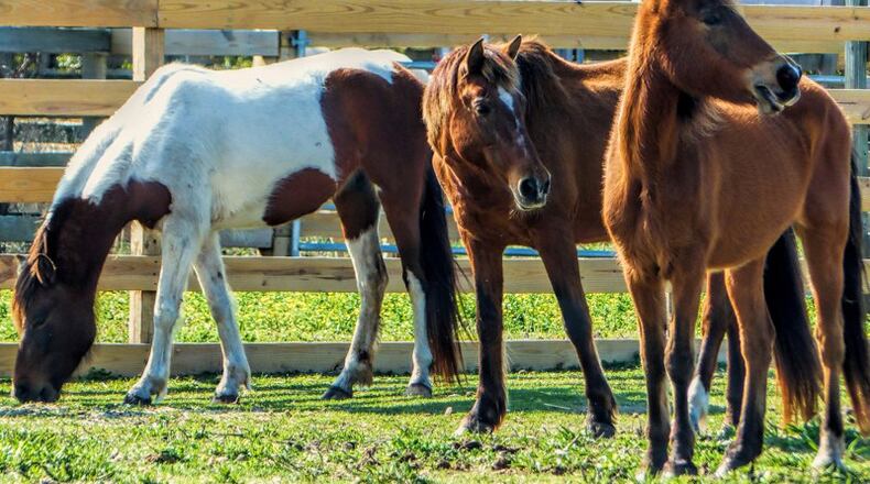 Alpharetta has approved a conditional use to allow an equestrian center, where horses can interact with people receiving therapeutic services, on 9 acres at 1200 Rucker Road. AJC FILE