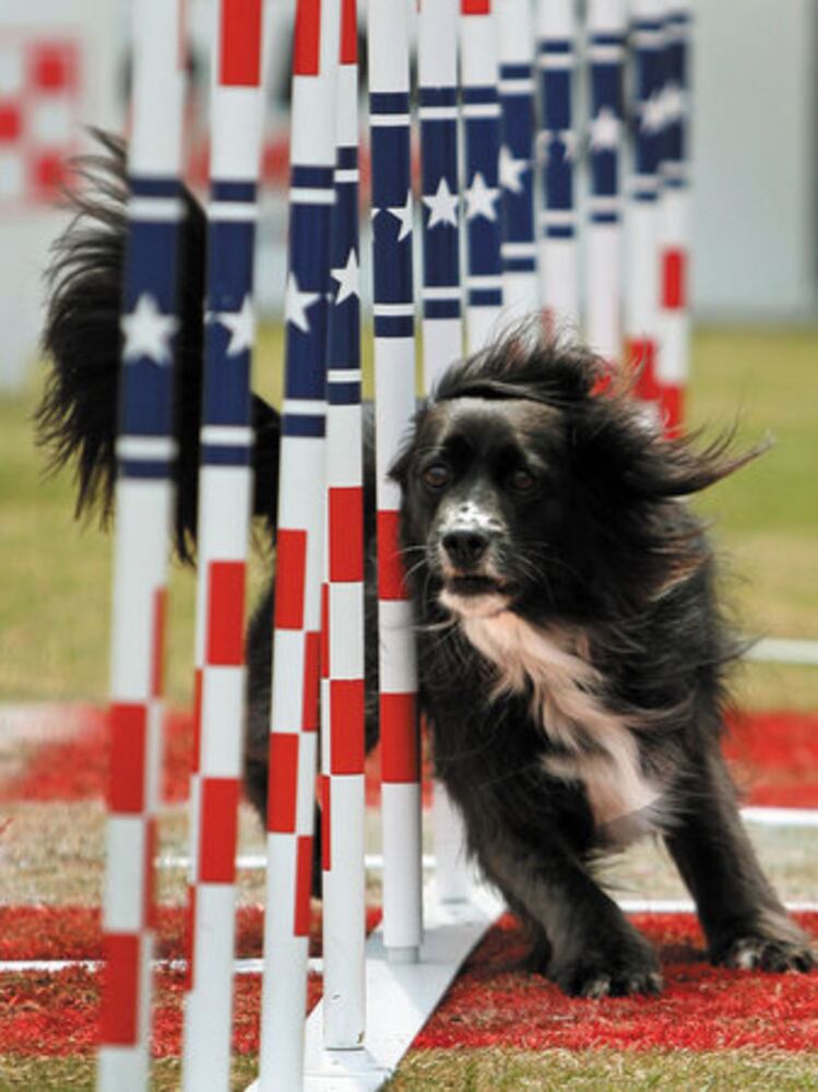 Purina Incredible Dog Challenge