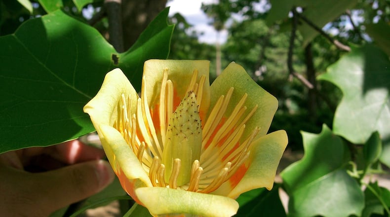 The flower of the tulip poplar tree (shown here) is not only beautiful but also super-rich in nectar that attracts hummingbirds, honeybees, native bees and other creatures. (Courtesy of KENPEI/Creative Commons)