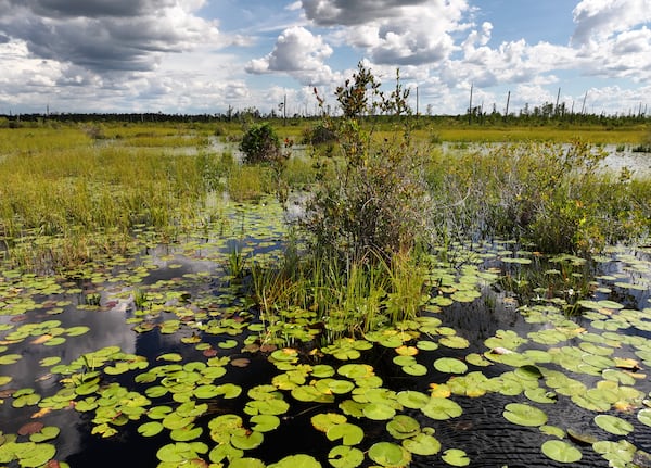 An aerial photo shows the Okefenokee Swamp on Tuesday, Aug. 12, 2025. (Hyosub Shin/AJC)