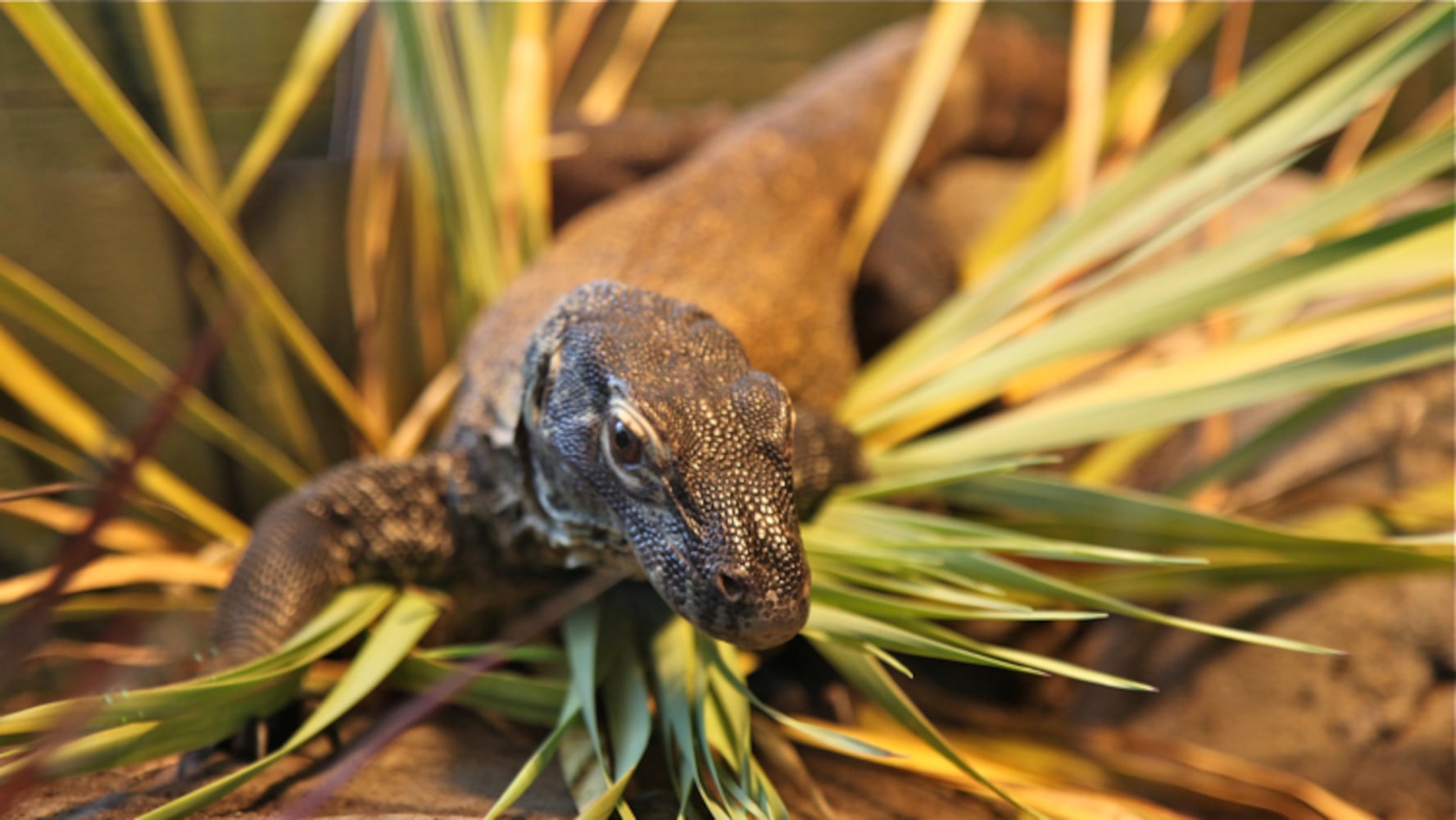 New Komodo Dragon at SF Zoo