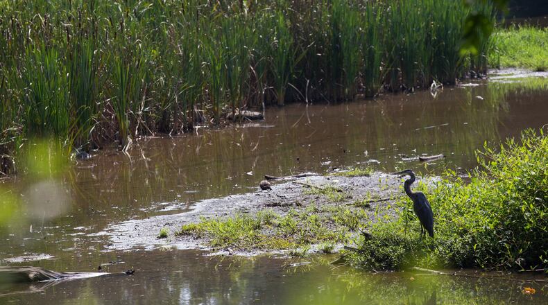 Blue Heron Nature Preserve is easily missed off Roswell Road near Chastain Park.