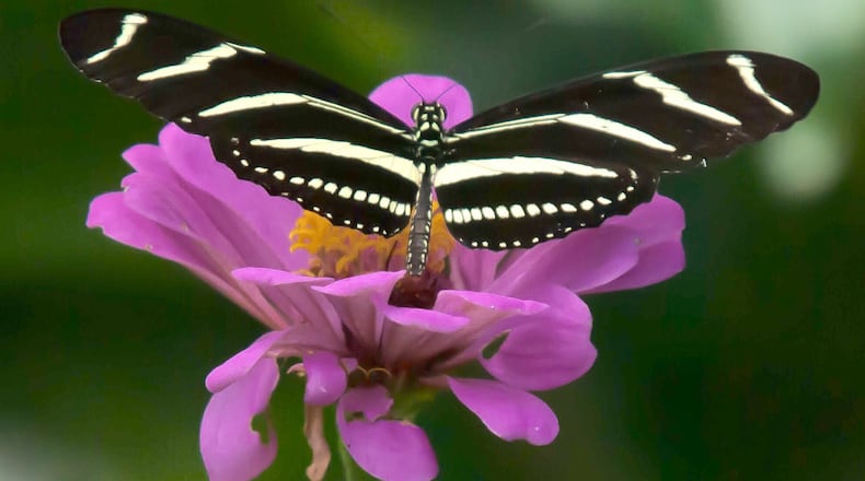 Uproar Rose zinnias bring in an assortment of pollinators, here a Zebra heliconian finds it to be a feast in Savannah, GA.(Norman Winter/TNS)
