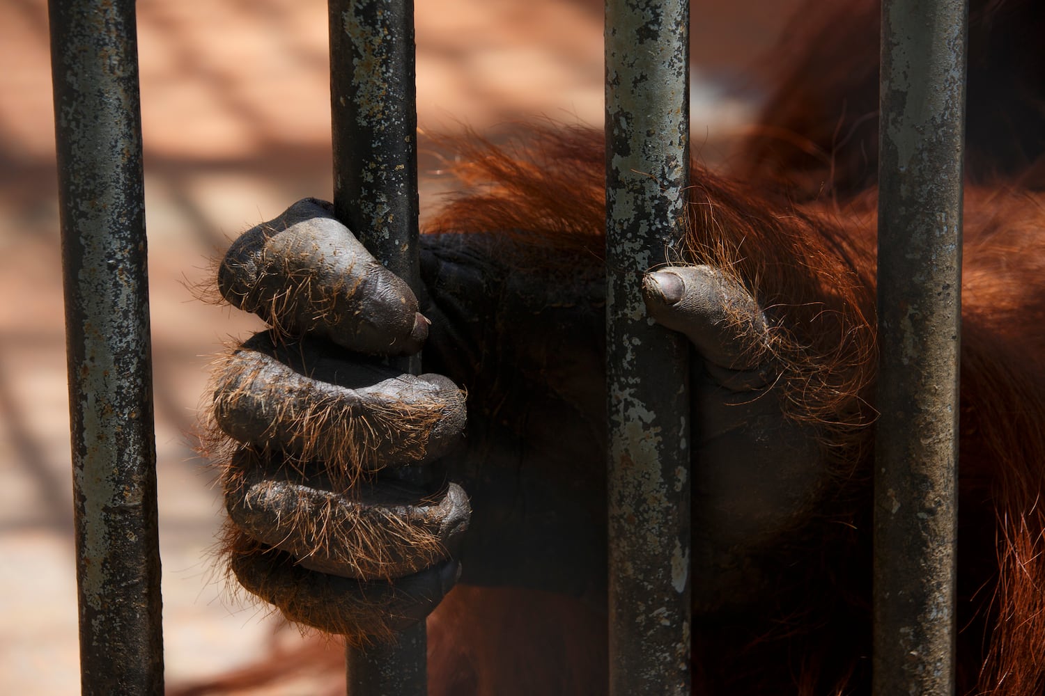 Suncoast Primate Sanctuary in Palm Harbor
