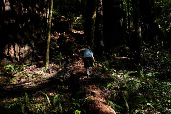 Sarah Beesley, fisheries biologist for the Yurok Tribe, walks up a fallen tree in land that will be returned to the Yurok Tribe, Thursday, Sept. 19, 2024, in Humboldt County, Calif. (AP Photo/Godofredo A. Vásquez)