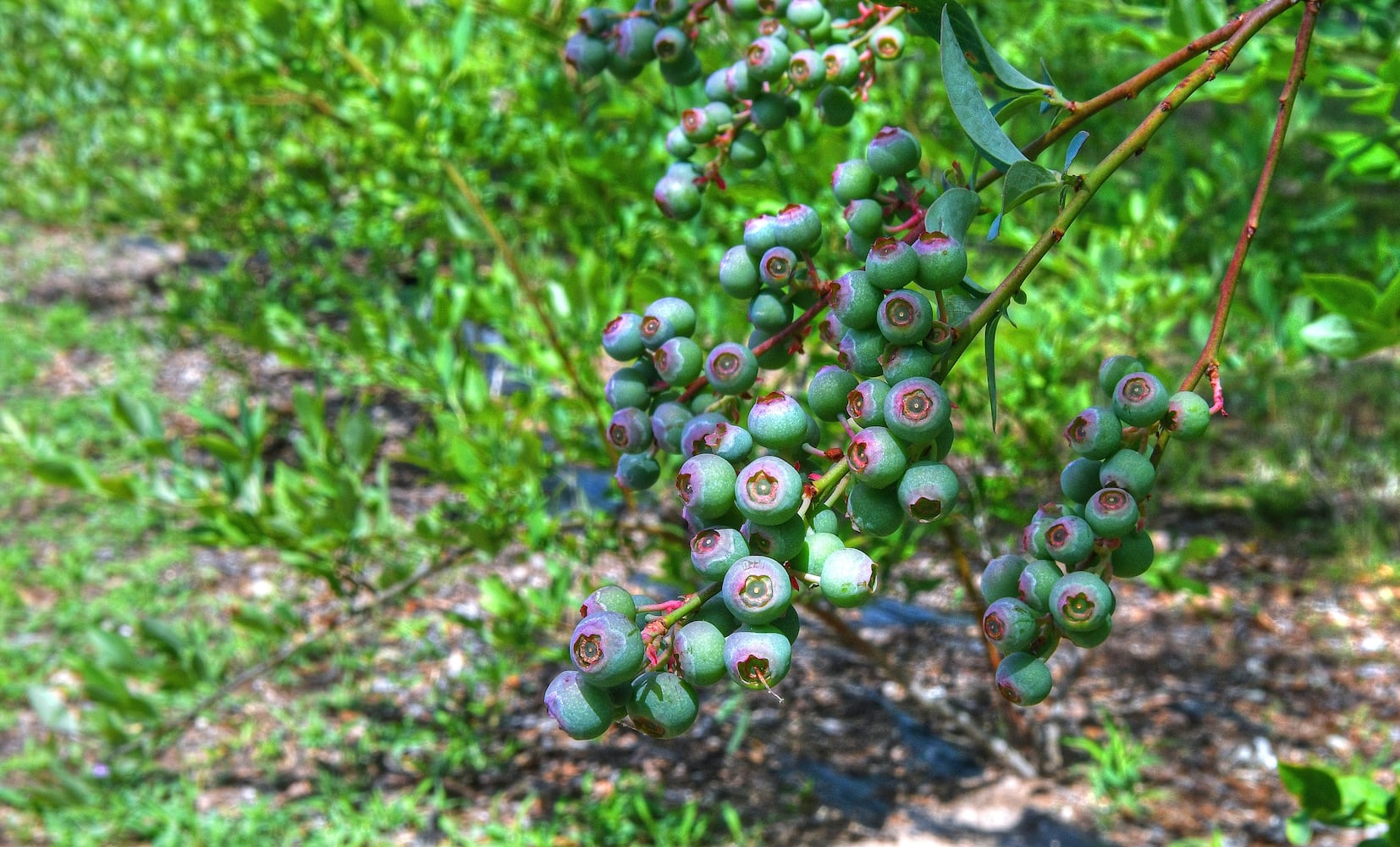 Blueberry