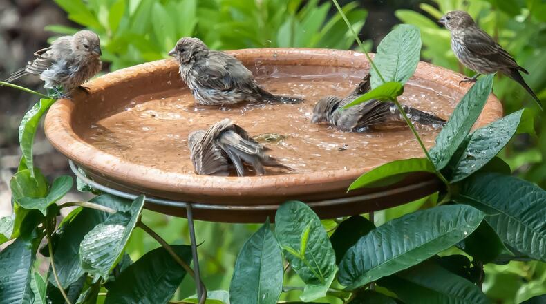 Five finches make this bird bath a ‘Finch Riviera.’ (Norman Winter/TNS)