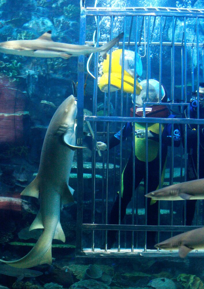 Feed the sharks
